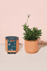 Tiny Grow Kit