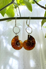 Ammonite Fossil Earrings