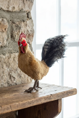 Standing Rooster
