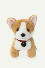 Butterscotch the Corgi Dog with Collar