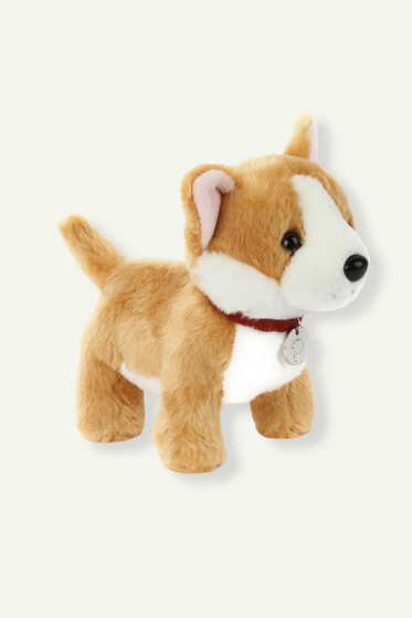Butterscotch the Corgi Dog with Collar