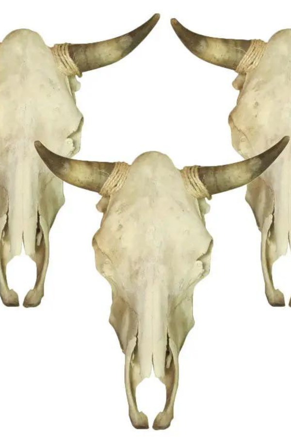 Cow Skull