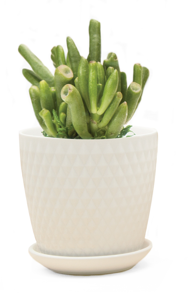 Virago Pot & Saucer