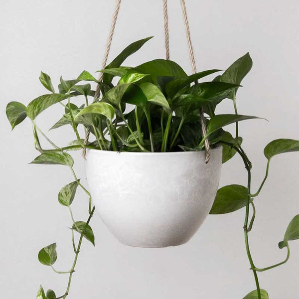 8 inch indoor planter Stone Hanging Planter 8" – Studio Opal Boutique