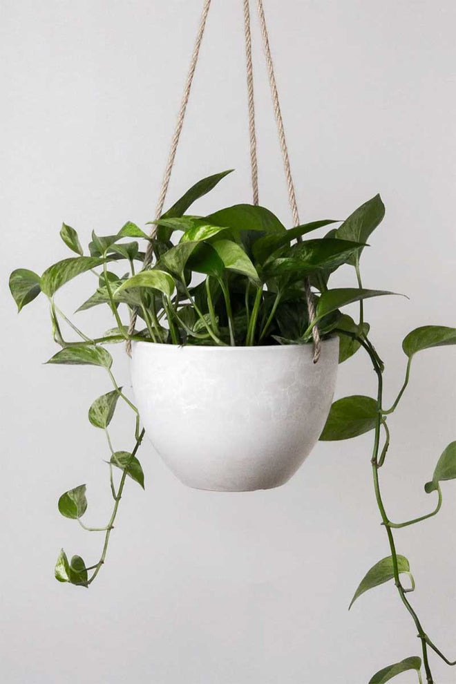 hanging planter 8 inch Stone Hanging Planter 8"