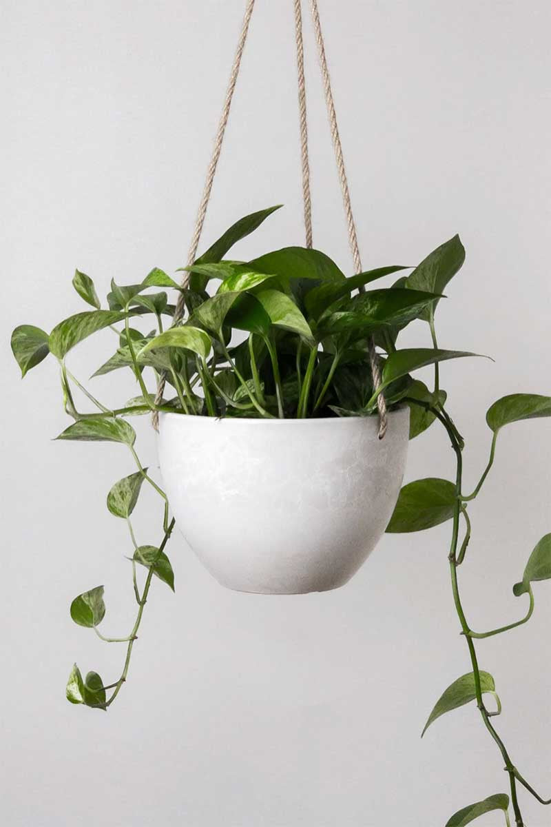 Stone Hanging Planter 8"