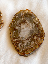 Petrified Wood