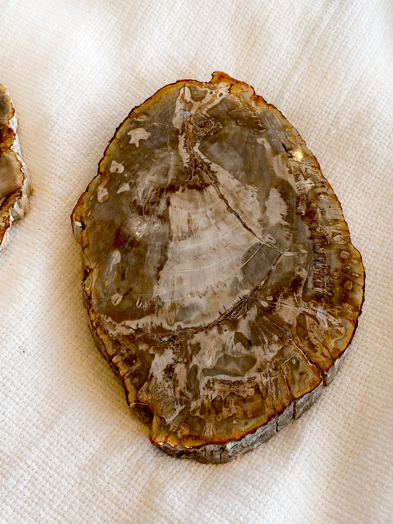 Petrified Wood