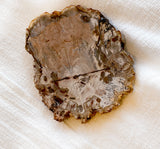 Petrified Wood