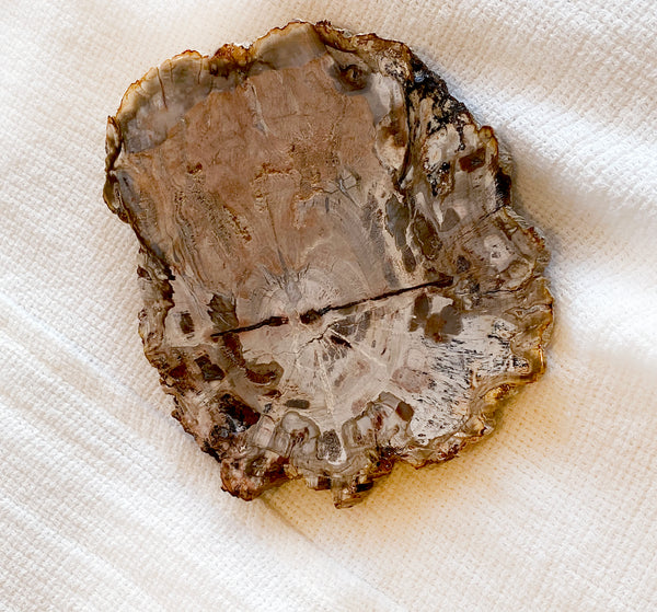 Petrified Wood