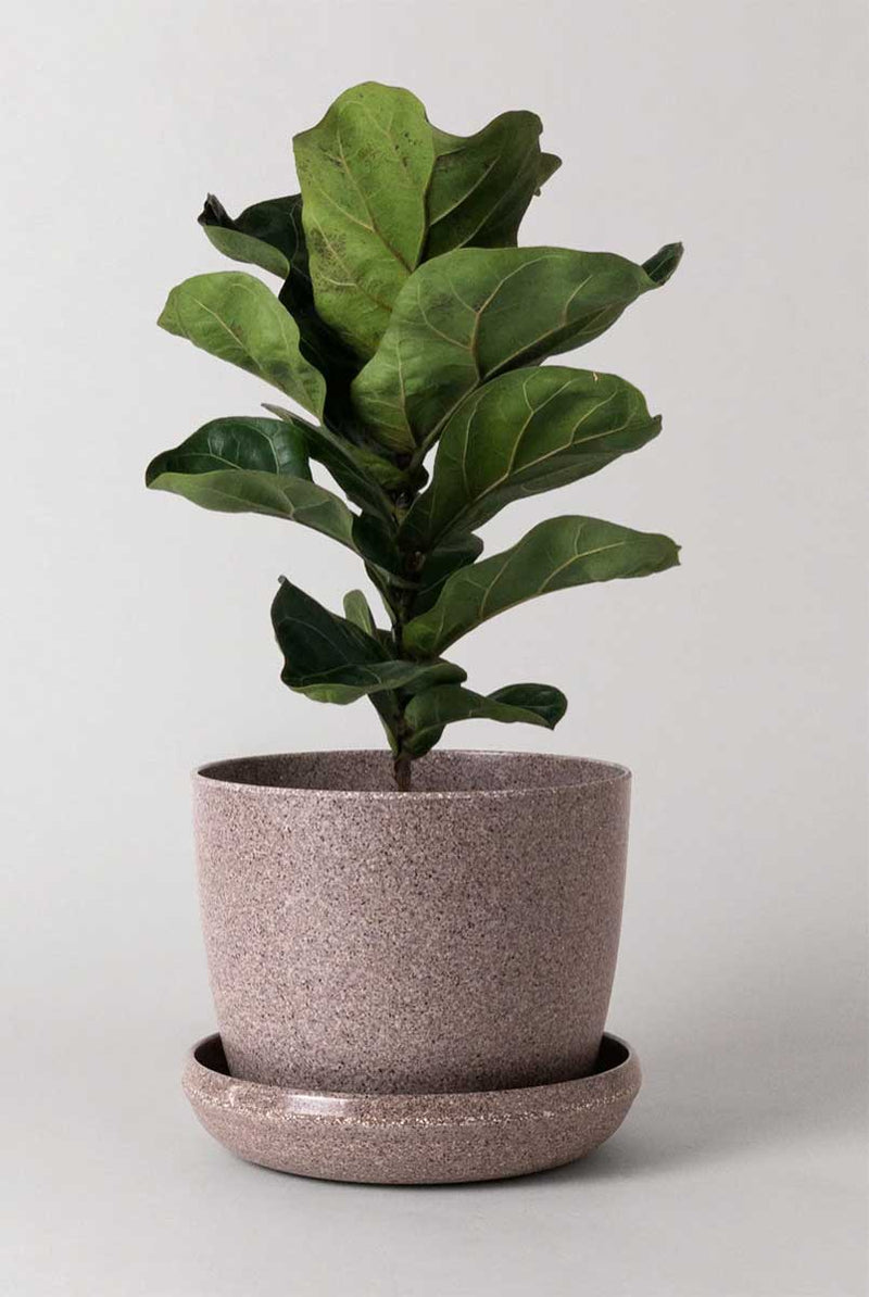 Nut Husk Planter