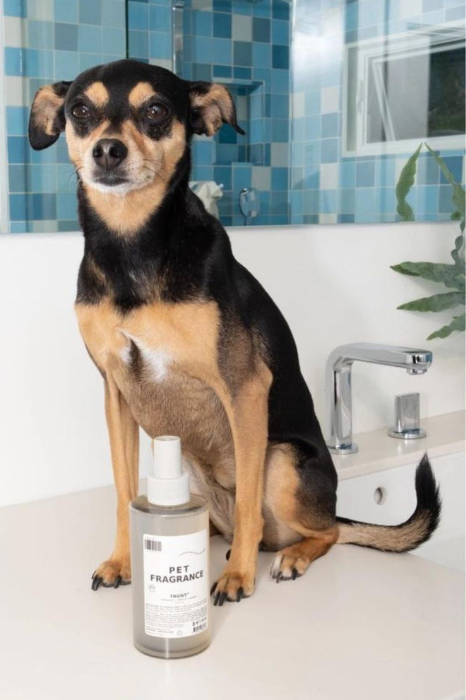 Pet Fragrance 01 "Taunt"