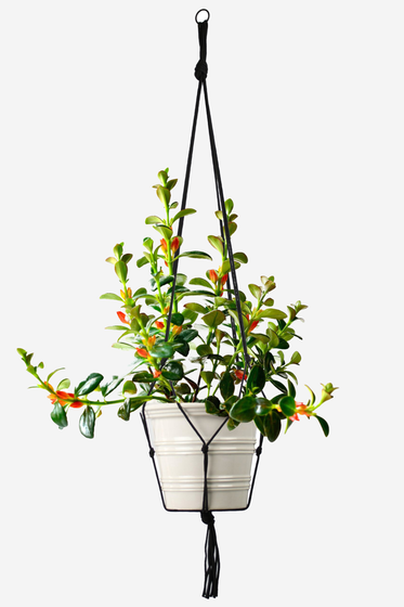 Rope Macramé Plant Hanger
