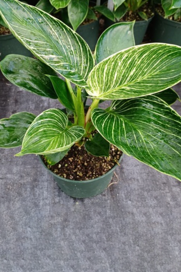6" Philodendron