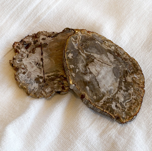 Petrified Wood