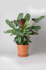 7" Tapered Signature Planter Pot & Saucer Set EARTH Tones